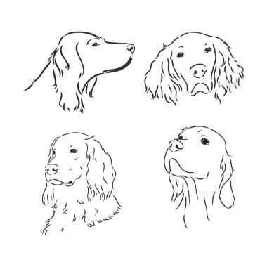 Dog Irish Setter 'ın çizimi. Beyaz arkaplanda vektör ayarlayıcı köpek vektörü çizimi