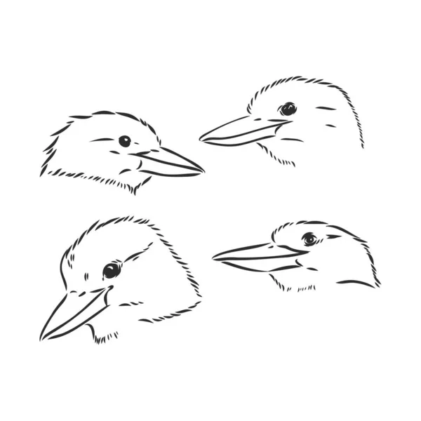 Svart Skisserade Kookaburra Fågel Vektor Ritning Kookaburra Vektor Skiss Illustration — Stock vektor