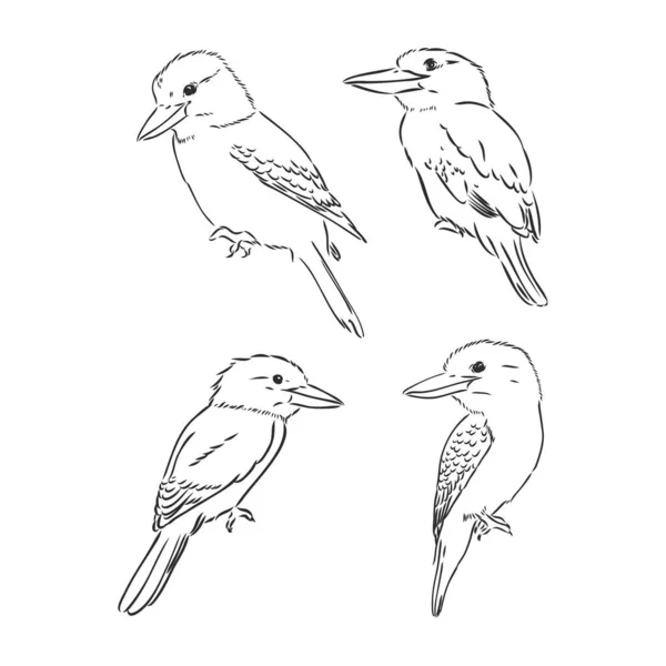 Nero Delineato Disegno Uccello Vettore Kookaburra Disegno Schizzo Vettore Kookaburra — Vettoriale Stock