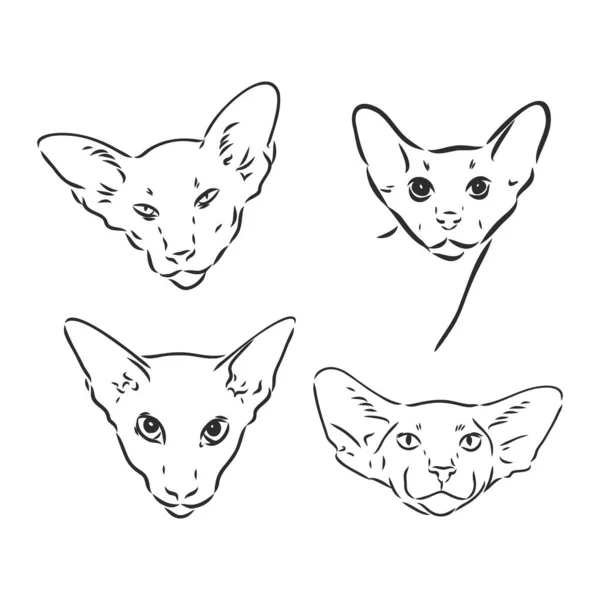 Oriental Shorthair Gato Impresión Estilo Dibujado Mano Ilustración Vectorial Oriental — Vector de stock