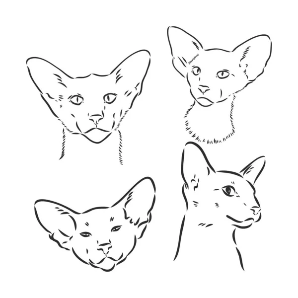 Oriental Shorthair Gato Impresión Estilo Dibujado Mano Ilustración Vectorial Oriental — Vector de stock