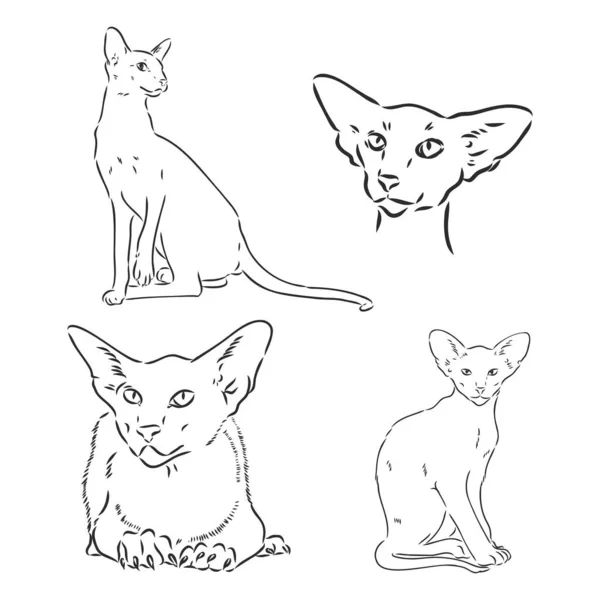 Oriental Shorthair Gato Impresión Estilo Dibujado Mano Ilustración Vectorial Oriental — Vector de stock