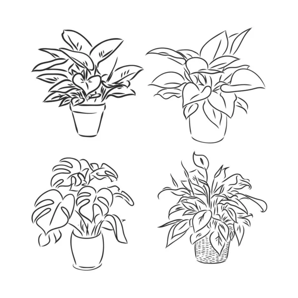 盆栽集 矢量插花在花盆中 在白色背景上画出黑色线条 手绘设计元素 白色背景的室内植物病媒草图 — 图库矢量图片