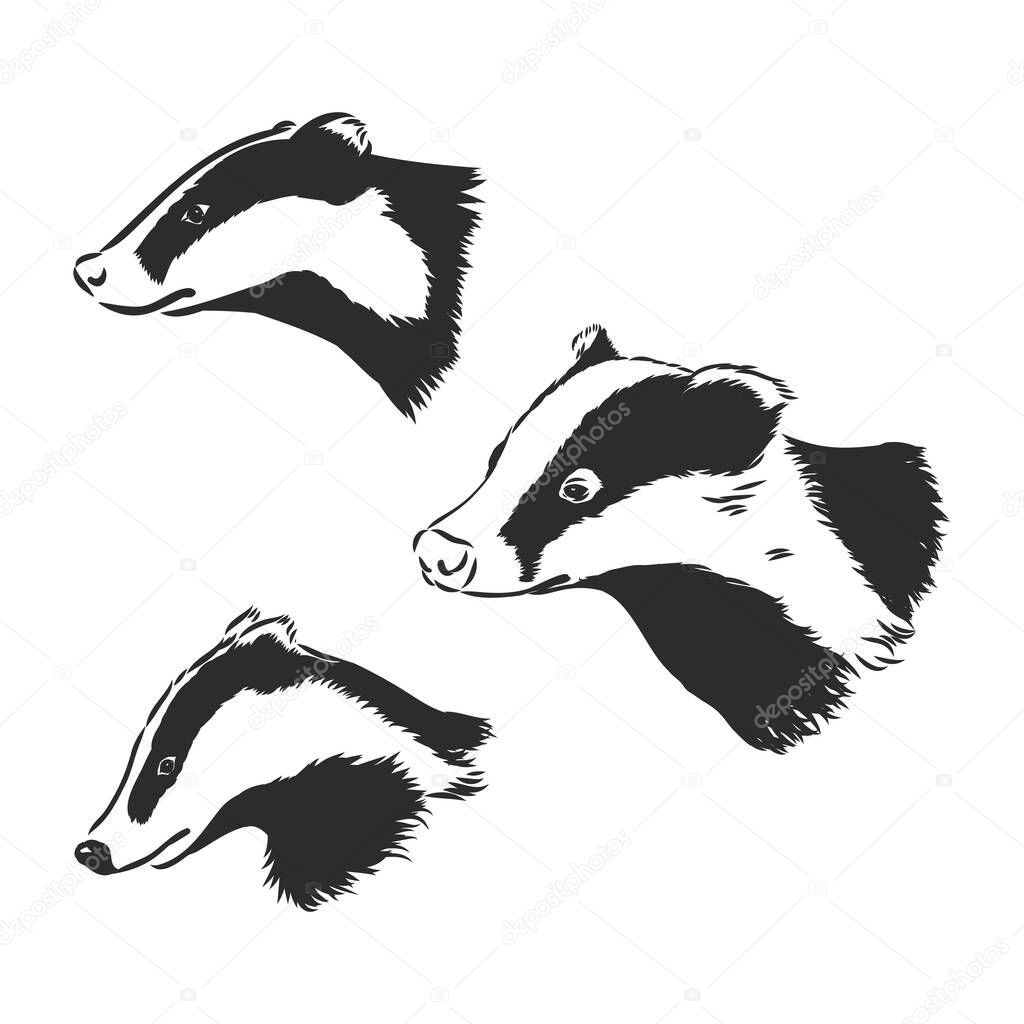 Badger sketch drawing isolated on white background badger vector sketch on white background