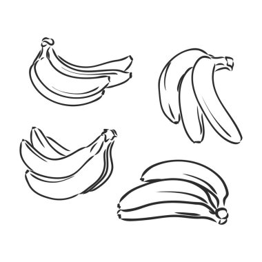 Muz seti, vektör el muz çizimi, vektör çizimi beyaz arkaplan üzerine