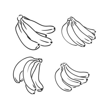 Muz seti, vektör el muz çizimi, vektör çizimi beyaz arkaplan üzerine