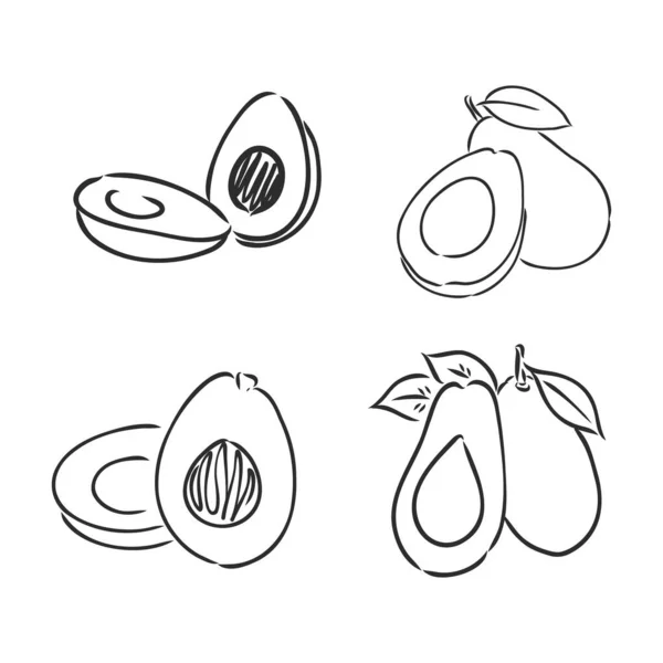 Avocat Illustration Contour Fruits Exotiques Dans Style Gravé Sur Bois — Image vectorielle
