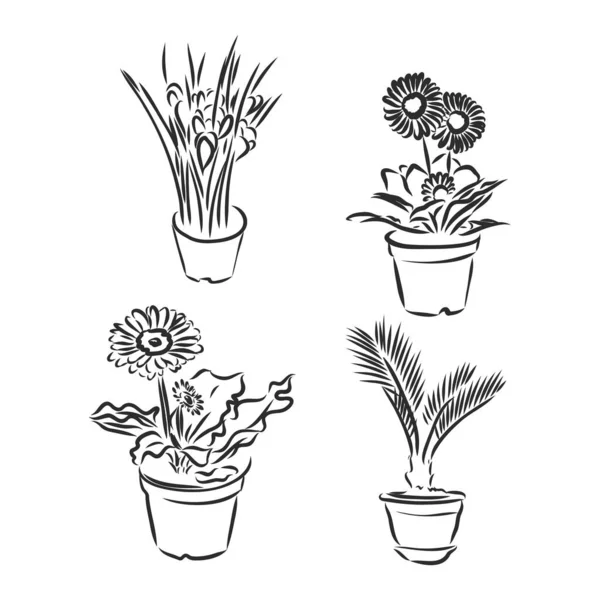 Conjunto Plantas Maceta Flores Ilustración Vectorial Macetas Dibujadas Línea Negra — Archivo Imágenes Vectoriales