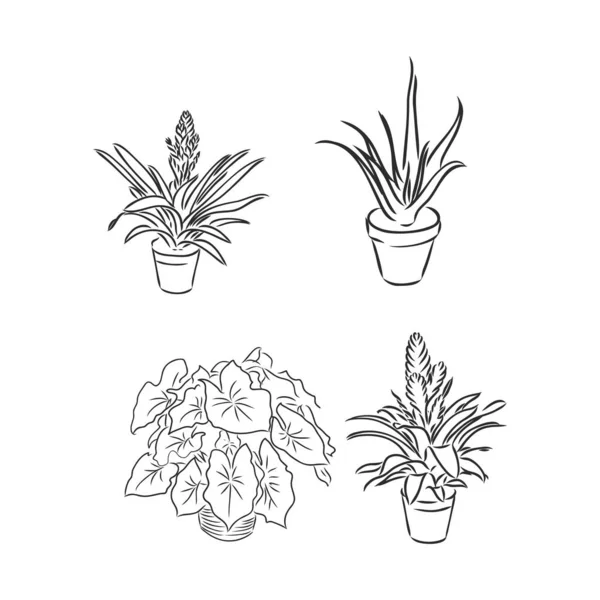 Conjunto Plantas Maceta Flores Ilustración Vectorial Macetas Dibujadas Línea Negra — Vector de stock