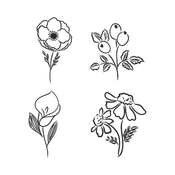 Inkt Potlood Bladeren Bloemen Van Appel Geïsoleerd Line Art Transparante — Stockvector