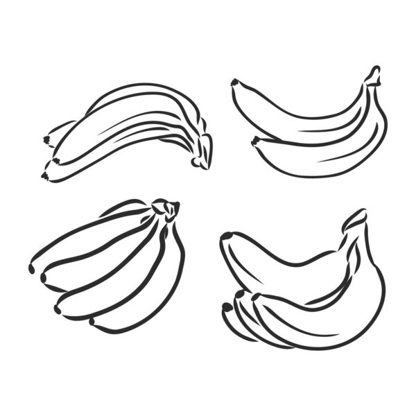 Bananas set, vector hand drawing bananas, vector sketch on a white background