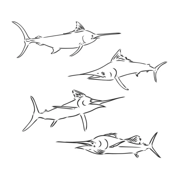 Espadon Dessiné Main Illustration Vectorielle Croquis Croquis Vectoriel Marlin Sur — Image vectorielle