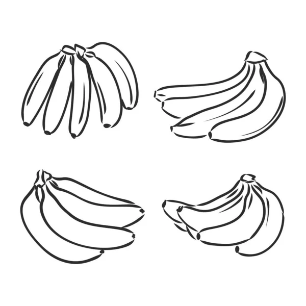 Zestaw Bananów Banany Rysowania Wektorowego Szkic Wektorowy Białym Tle — Wektor stockowy