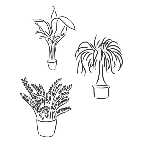 Potten Växter Set Vektor Illustration Blommor Krukor Dras Svart Linje — Stock vektor