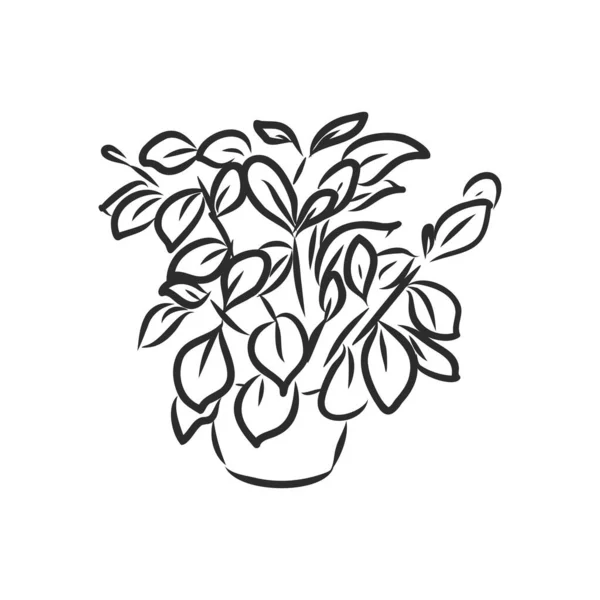 Zestaw Roślin Doniczkowych Wektor Ilustracji Kwiaty Doniczkach Narysowane Czarnej Linii — Wektor stockowy