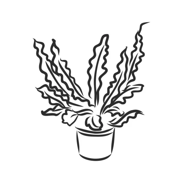 Set Plantes Pot Fleurs Vectorielles Illustration Pots Tracées Ligne Noire — Image vectorielle