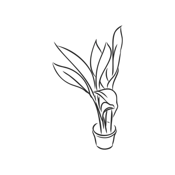 Set Tanaman Pot Vektor Ilustrasi Bunga Dalam Pot Ditarik Garis - Stok Vektor