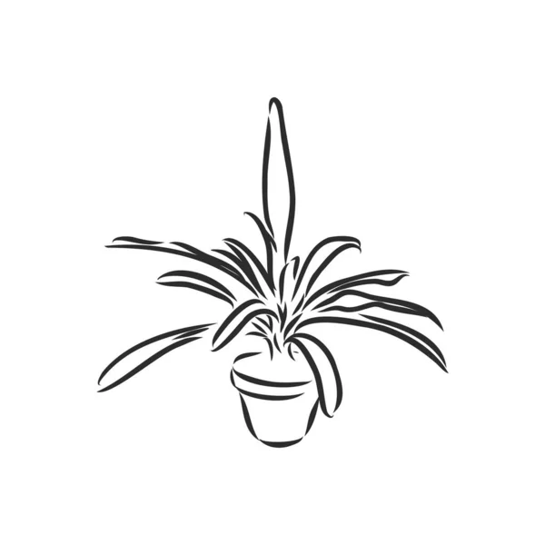 Set Plantes Pot Fleurs Vectorielles Illustration Pots Tracées Ligne Noire — Image vectorielle