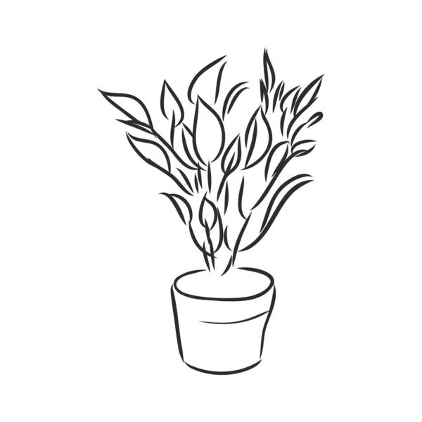 Pot Növények Készlet Vektor Illusztráció Virágok Cserépben Húzott Fekete Vonal — Stock Vector