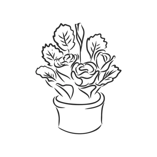 盆栽集 矢量插花在花盆中 在白色背景上画出黑色线条 手绘设计元素 白色背景的室内植物病媒草图 — 图库矢量图片