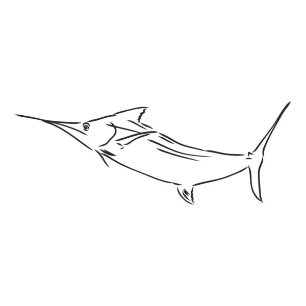 Pez Espada Dibujado Mano Ilustración Vectorial Bosquejo Estilo Marlin Vector — Archivo Imágenes Vectoriales