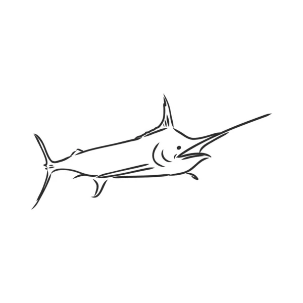 Pesce Spada Sguainato Mano Illustrazione Vettoriale Stile Schizzo Schizzo Vettoriale — Vettoriale Stock