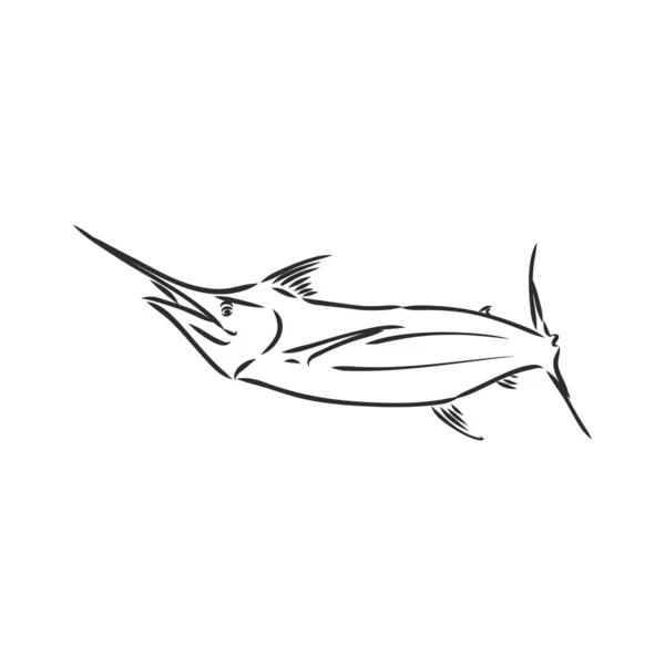 Pez Espada Dibujado Mano Ilustración Vectorial Bosquejo Estilo Marlin Vector — Archivo Imágenes Vectoriales