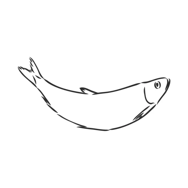 Pilchard Croquis Encre Sardine Petit Hareng Illustration Vectorielle Dessinée Main — Image vectorielle