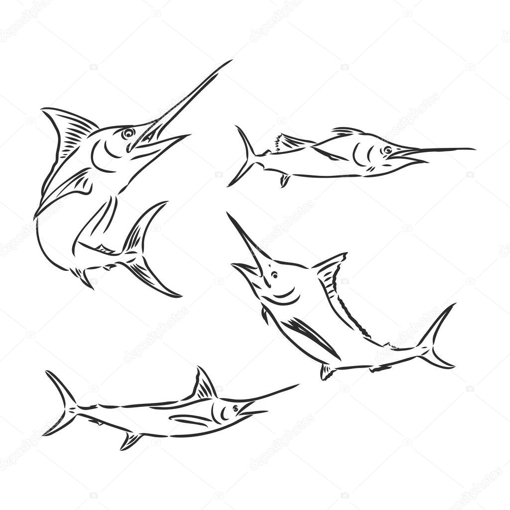 Hand drawn swordfish. Vector illustration in sketch style marlin vector sketch on a white background
