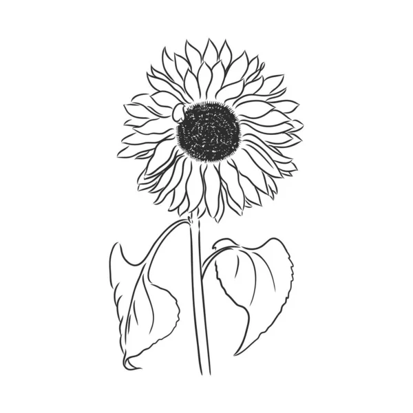 白色背景向日葵矢量草图上孤立的朵朵向日葵等高线 — 图库矢量图片