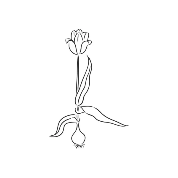 Tangan Ditarik Tulip Vektor Tulip Sketsa Vektor Pada Latar Belakang - Stok Vektor