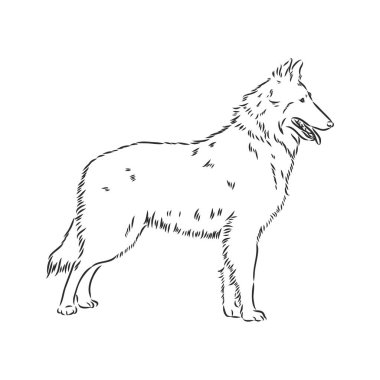 Belçika çoban köpeği Groendael profilinde durmanın dekoratif portresi, vektör izole edilmiş beyaz arkaplanda siyah renk. Belçikalı çoban, beyaz arka planda vektör çizimi.