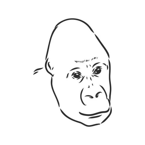 Gorilla Portrait Detailed Hand Drawn Style Isolated White Background Gorilla — Stock Vector