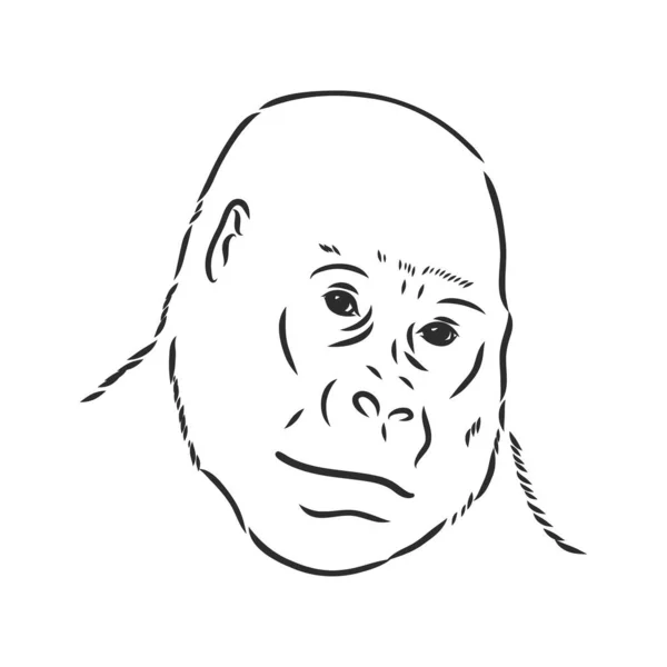 Ritratto Gorilla Stile Disegnato Mano Dettagliato Isolato Sfondo Bianco Gorilla — Vettoriale Stock