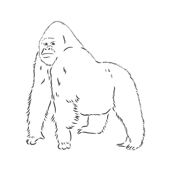 Handgetekende Vector Illustratie Met Een Gorilla Geïsoleerd Een Witte Achtergrond — Stockvector