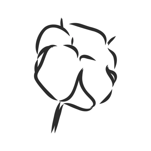 Ручной Рисунок Хлопчатника Винтажном Стиле Векторный Набросок Белом Фоне — стоковый вектор