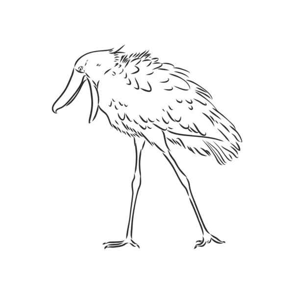 Hand Drawn Sketch Style Shoebill Vector Illustration Isolated White — Stock Vector