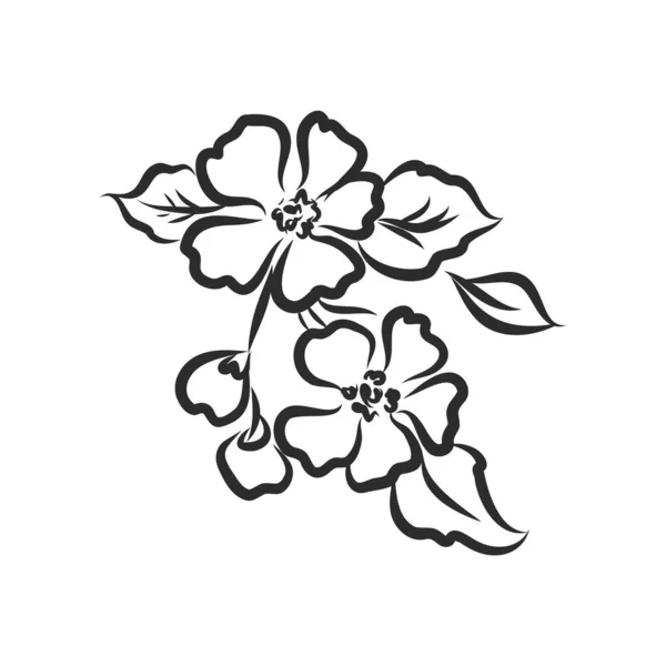 Μελάνι Μολύβι Φύλλα Και Λουλούδια Του Μήλου Απομονωμένα Γραμμή Τέχνη — Διανυσματικό Αρχείο