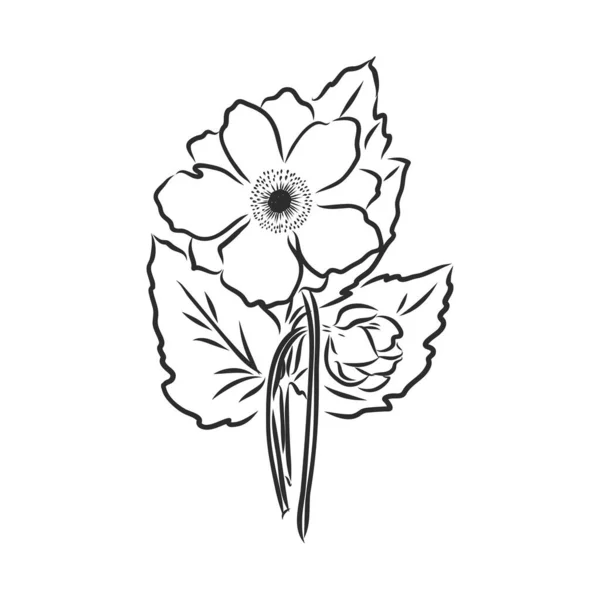 Tinte Bleistift Die Blätter Und Blüten Des Apfels Isoliert Linie — Stockvektor