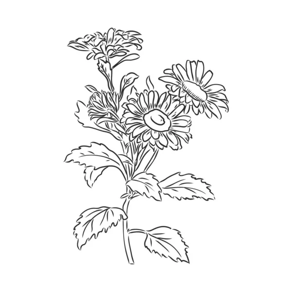 Encre Crayon Les Feuilles Les Fleurs Pomme Isolées Ligne Art — Image vectorielle