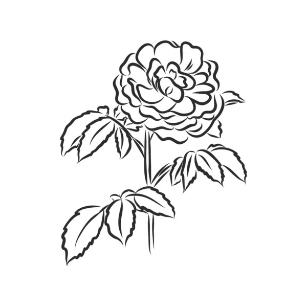 Inkoust Tužka Listy Květy Jablek Izolované Průhledné Pozadí Čáry Ručně — Stockový vektor