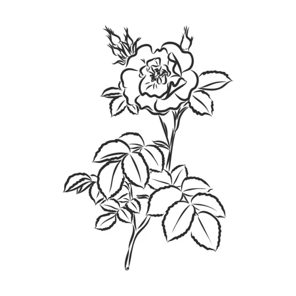 Fondo Transparente Impresion Floralストックベクター ロイヤリティフリーfondo Transparente Impresion Floralイラスト ページ 8 Depositphotos
