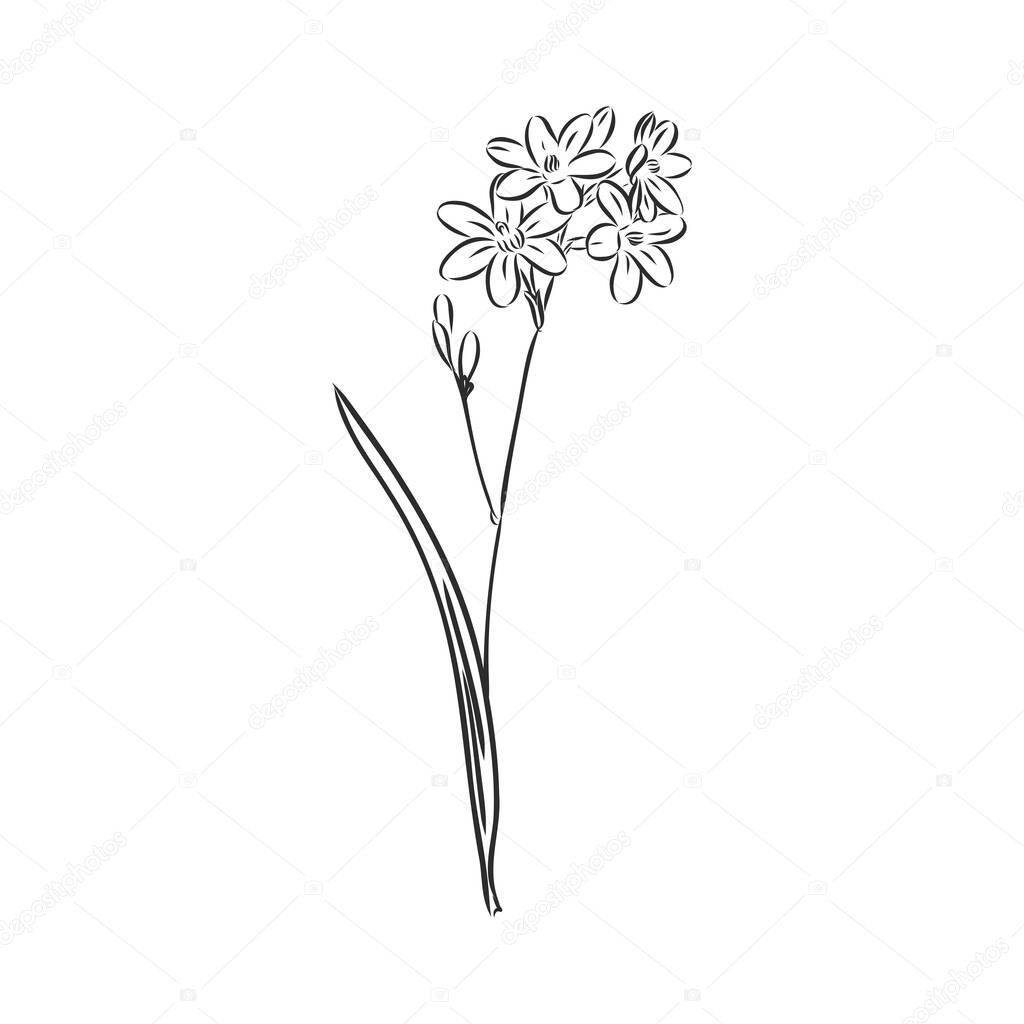 Ink, pencil, the leaves and flowers of apple isolated. Line art transparent background. Hand drawn nature painting. Freehand sketching illustration. flower decor vector sketch on white background
