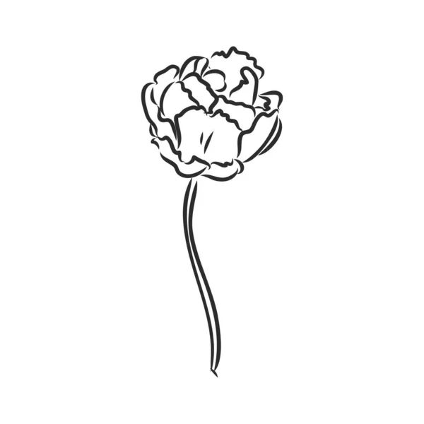 Нарисованные Вручную Тюльпаны Вектор Тюльпан Векторный Эскиз Белом Фоне — стоковый вектор