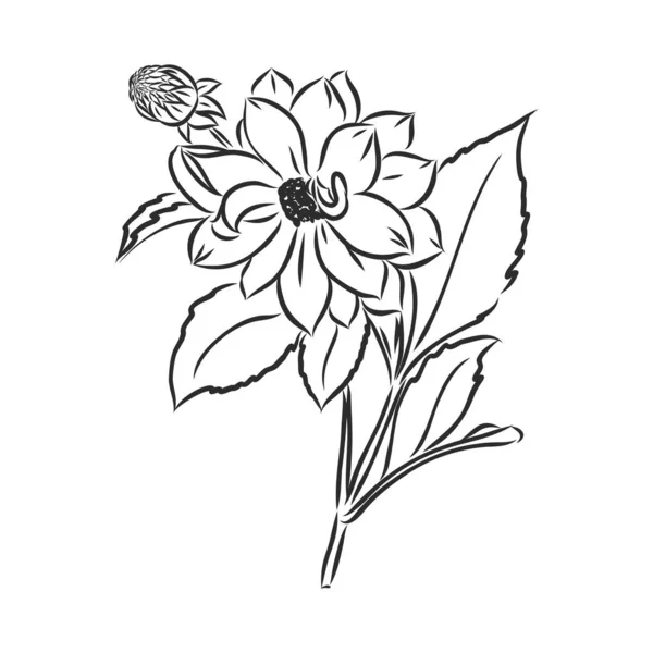 Krásná Monochromatické Černé Bílé Dahlia Květiny Izolované Bílém Pozadí Ručně — Stockový vektor