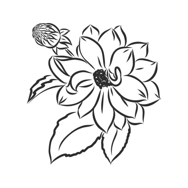 Belle Fleur Dahlia Monochrome Noir Blanc Isolé Sur Fond Blanc — Image vectorielle