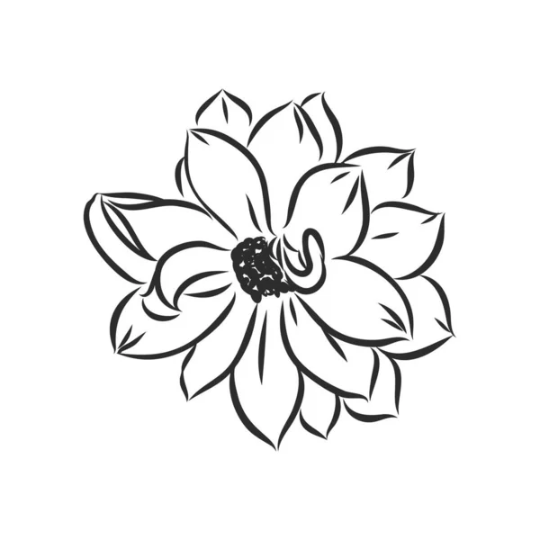 Vacker Monokrom Svart Och Vit Dahlia Blomma Isolerad Vit Bakgrund — Stock vektor