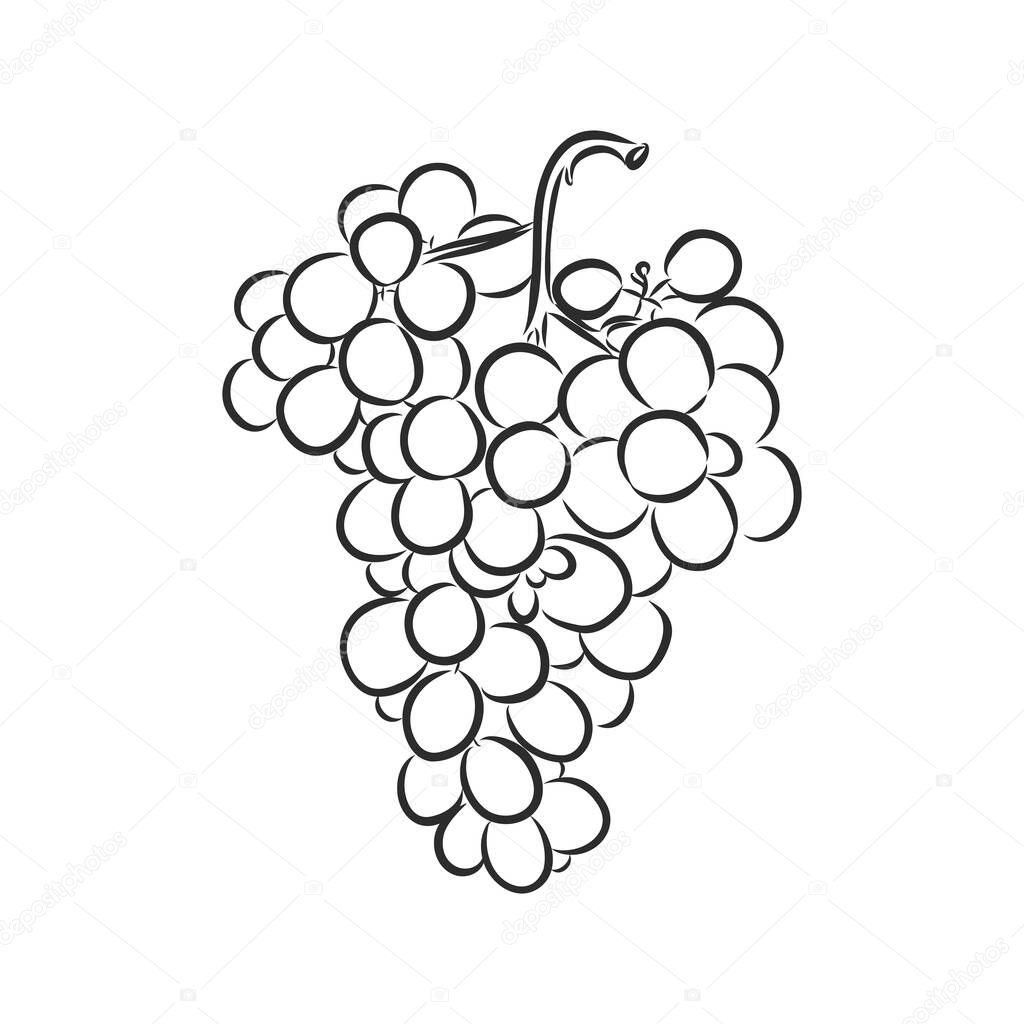 Vector monochrome illustration of grapes logo. Many similarities to the author's profile grapes vector sketch on a white background