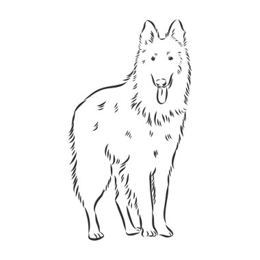 Belçika çoban köpeği çizimi, el çizimi çizimi..