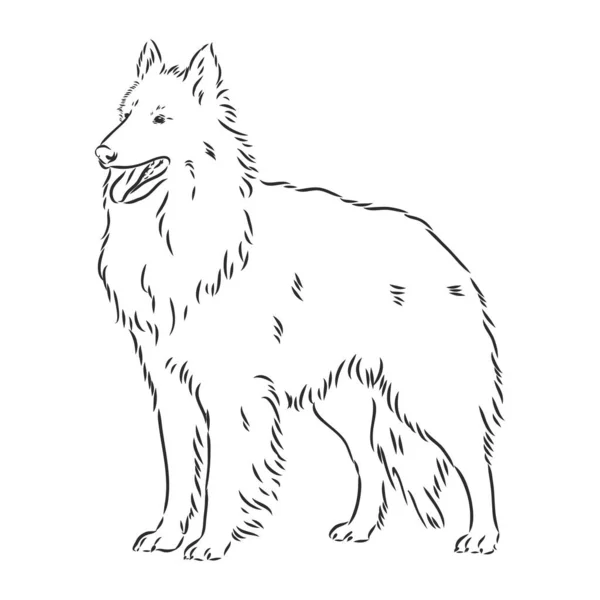 ベルギーの羊飼いの犬のスケッチ、手描きイラスト. — ストックベクタ